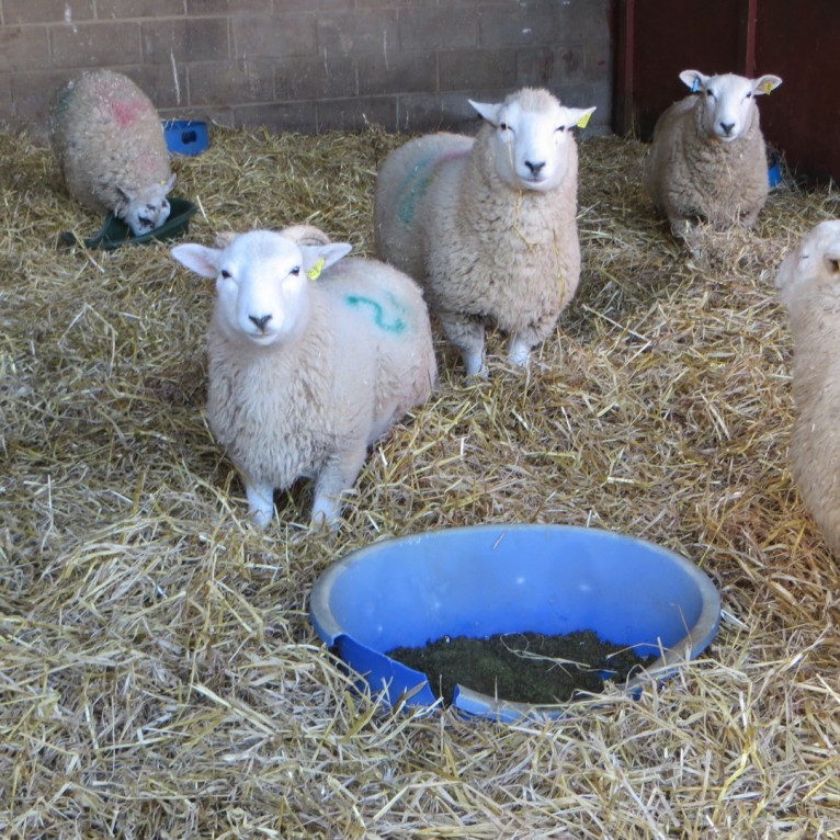 Lambs at Hillside Animal Sanctuary